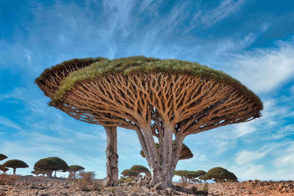 Dragon's Blood Tree