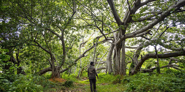 11 تا از قدیمی ترین، بلندترین و بزرگ ترین درختان جهان