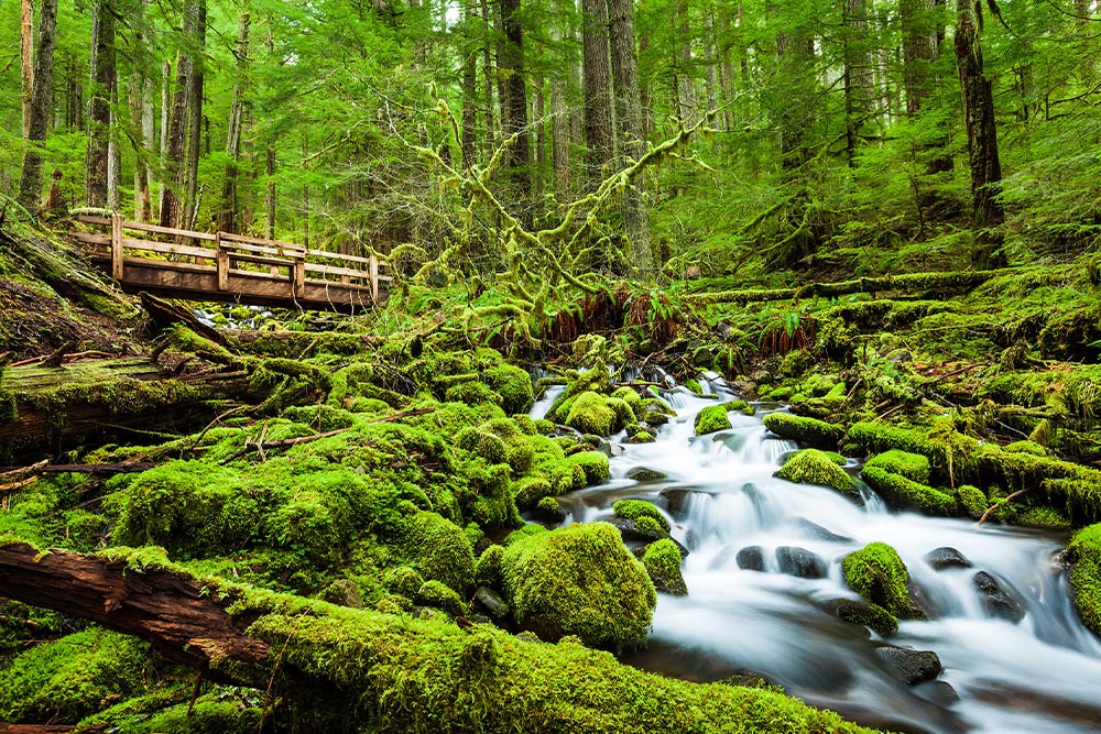 سفر به واشنگتن در تابستان