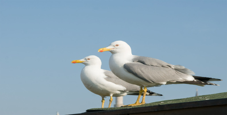 تماشای پرندگان دریایی بسفر