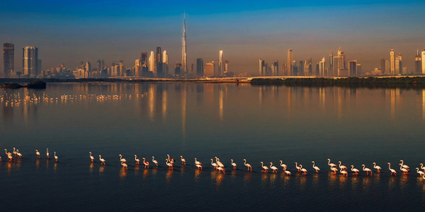 Wildlife of Ras Al Khor