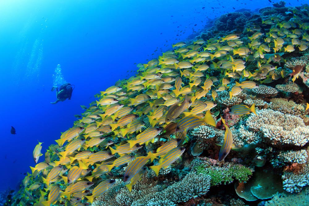Diving in the Maldives