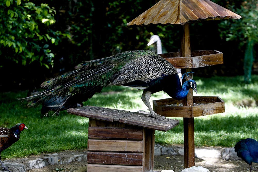 باغ پرندگان اصفهان