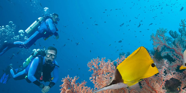 بهترین کلوپ های دریایی کیش