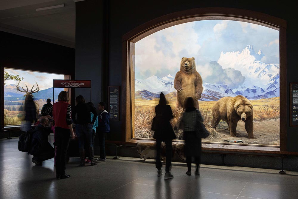 American Museum of Natural History