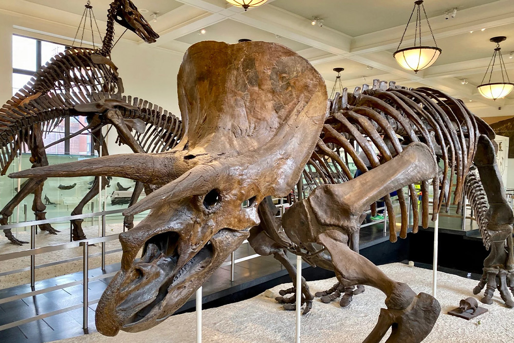 نیویورک در تابستان