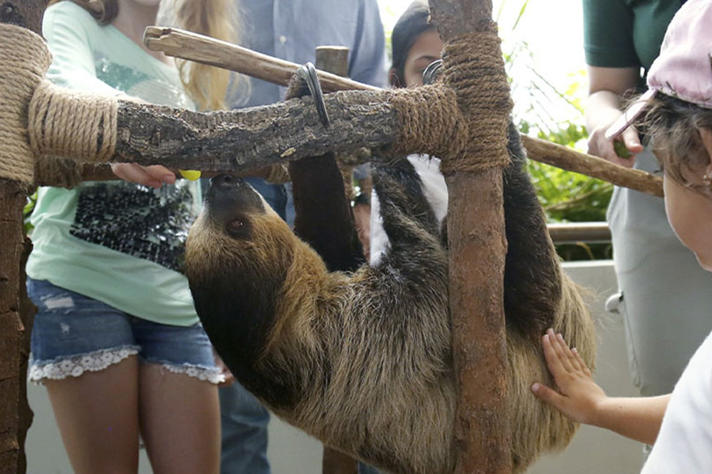 ملاقات با حیوانات