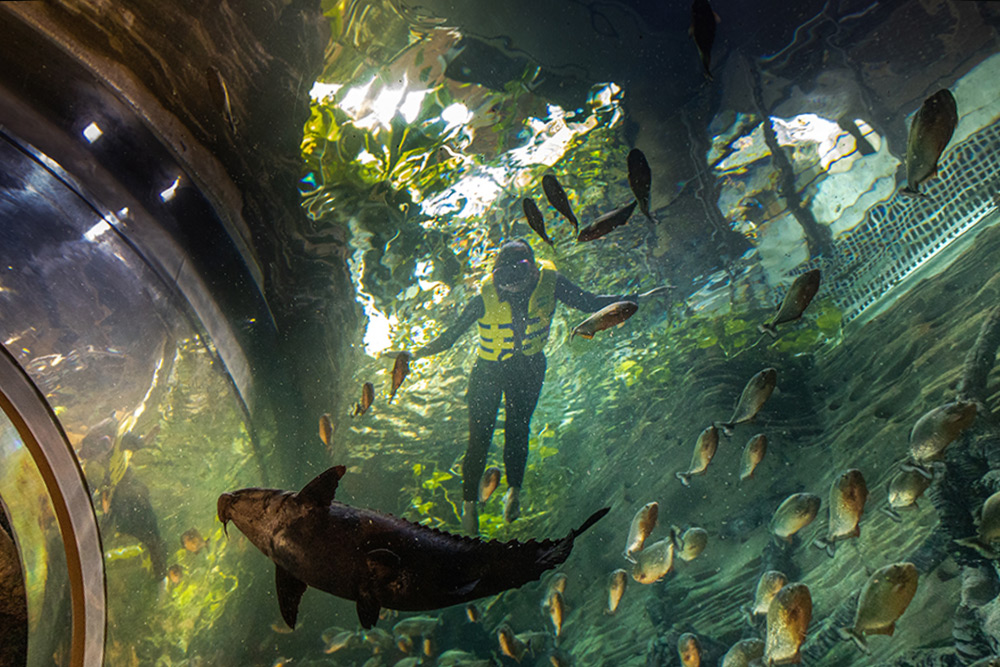 سیاره سبز دبی