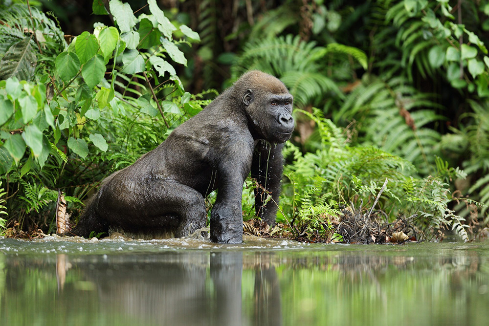 بهترین جنگل‌ های جهان