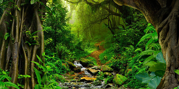 THE AMAZON RAINFOREST