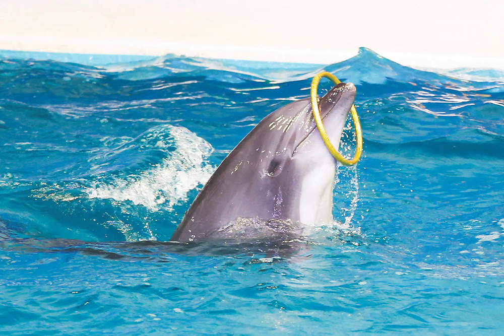 دلفیناریوم دبی