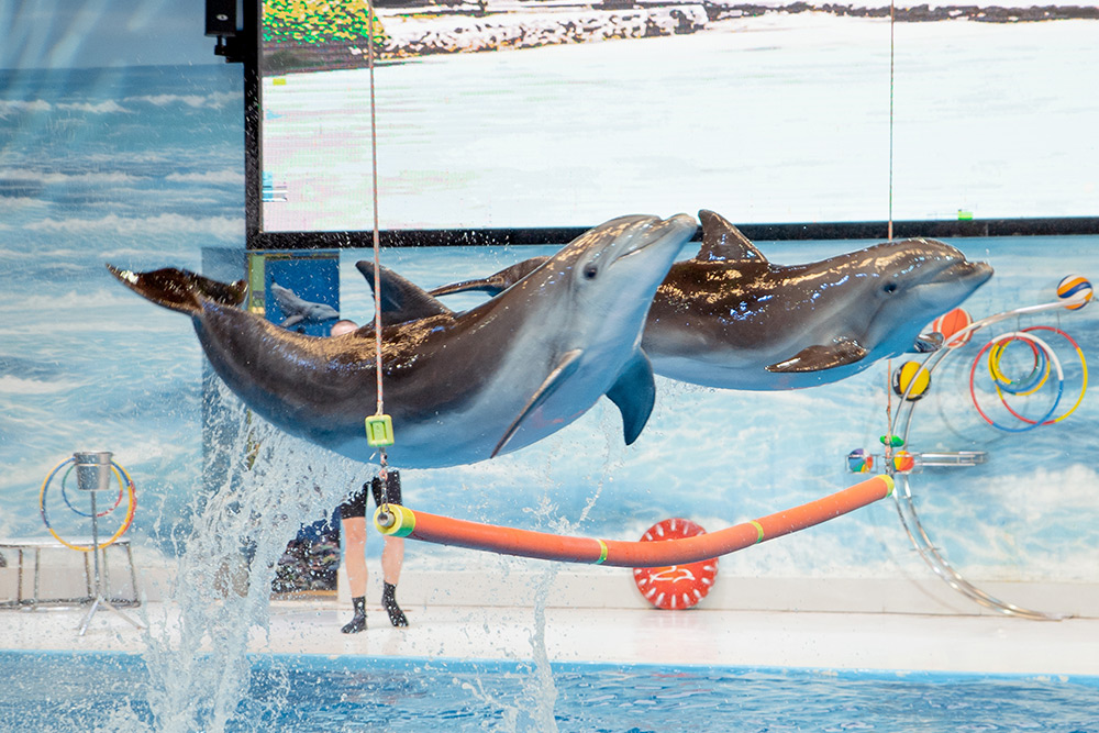 دلفیناریوم دبی