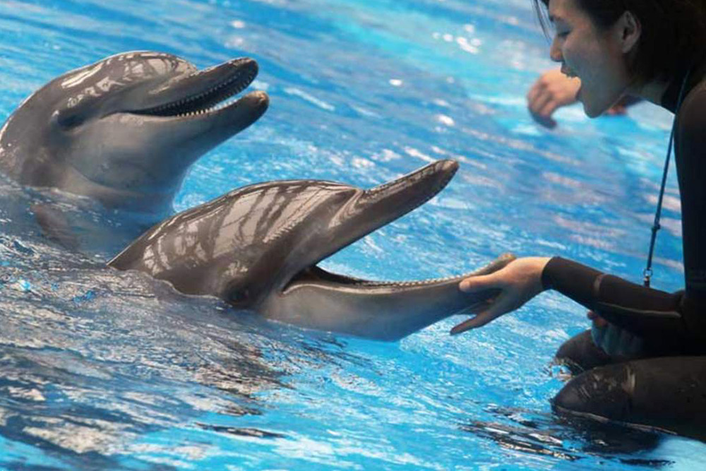 دلفیناریوم دبی