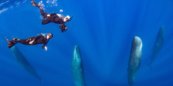 همه چیز درباره غواصی در دومینیکا