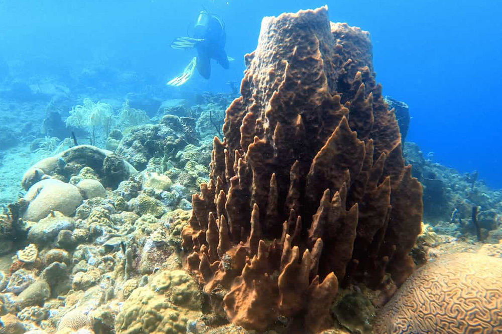 غواصی در دومینیکا