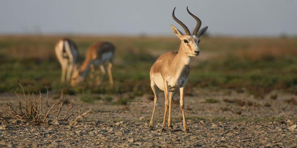 پارک آهوان کیش