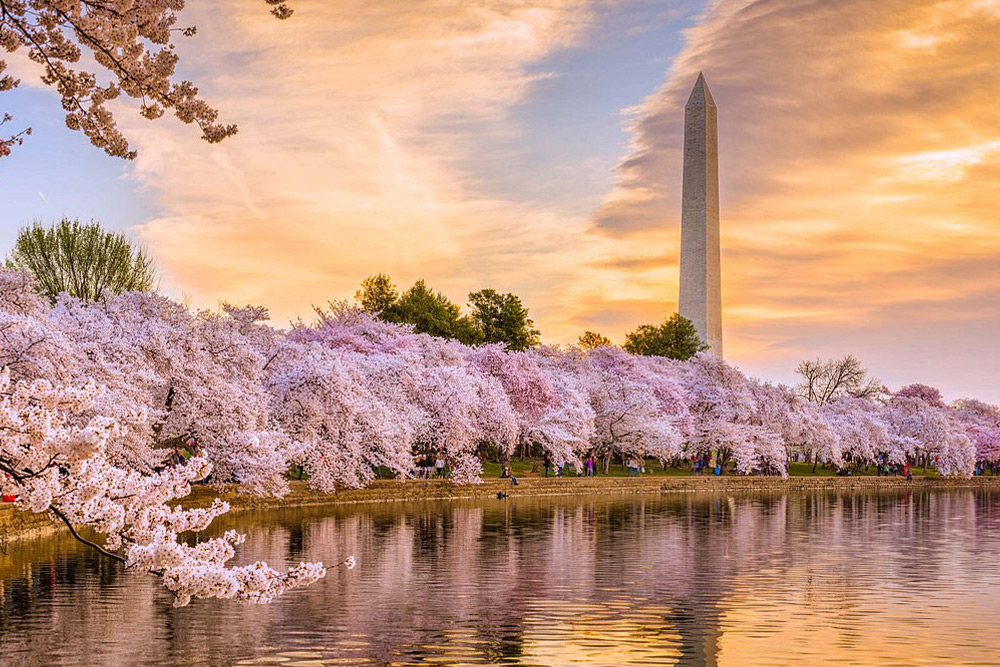 Washington cherry blossoms