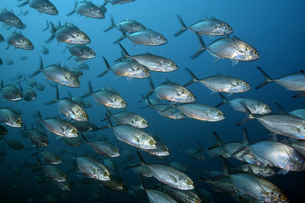 بازار ماهی دبی