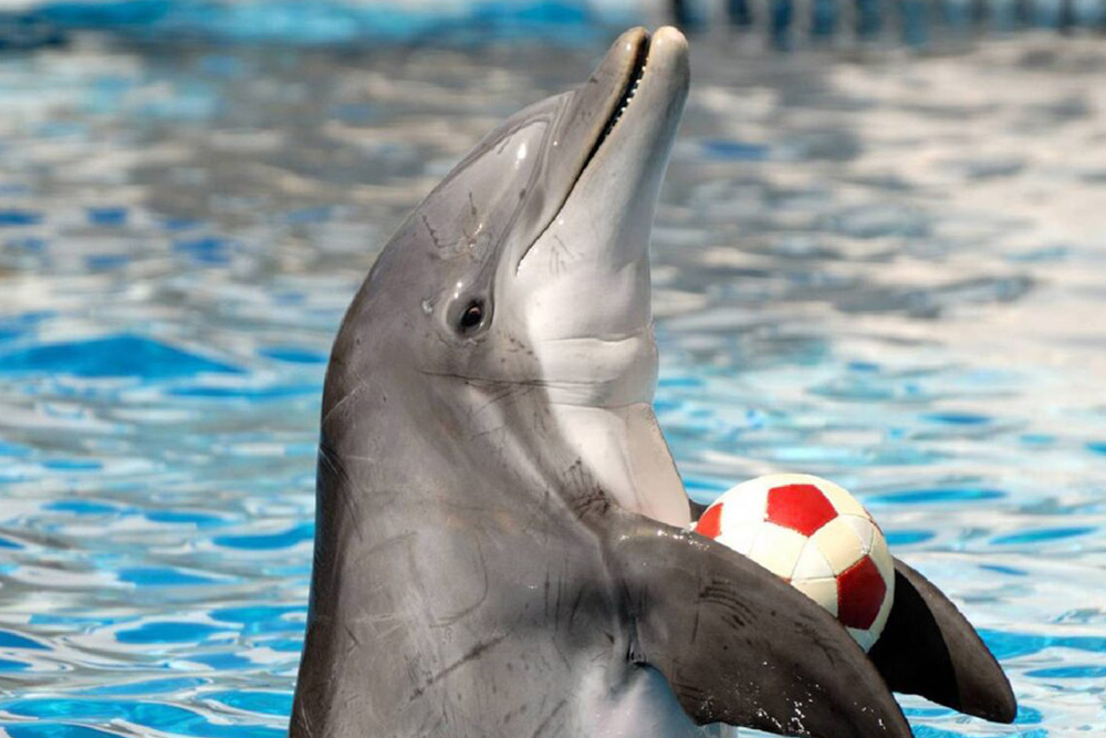 پارک دلفین