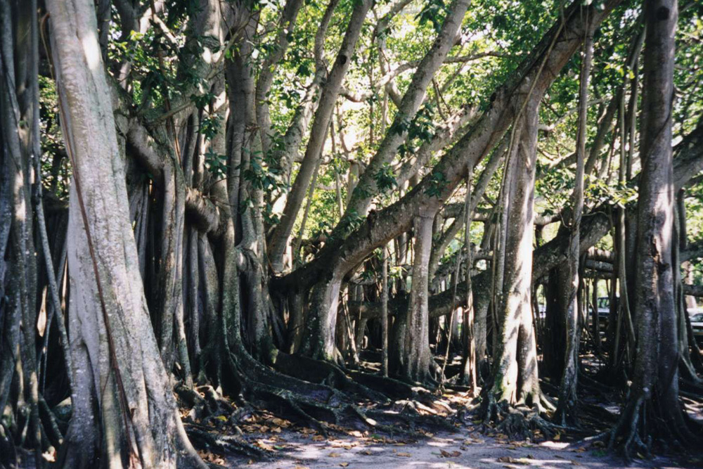 درخت مکرزن چابهار