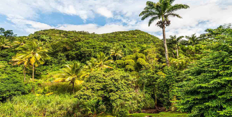 آب و هوای دومینیکا و جنگل های ان