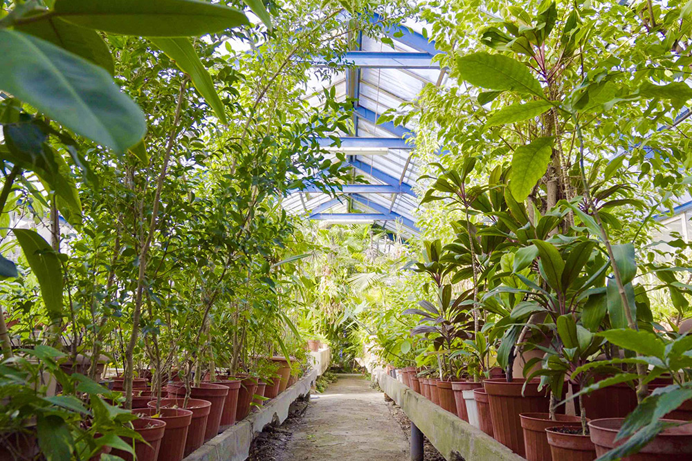 Istanbul greenhouse park