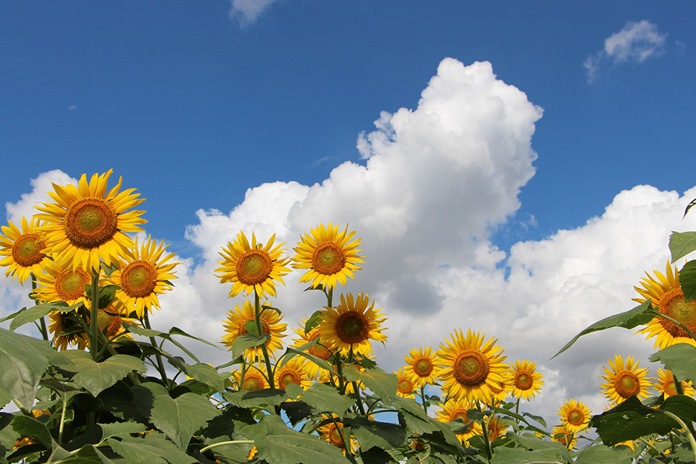 Kiyose Sunflower Festival