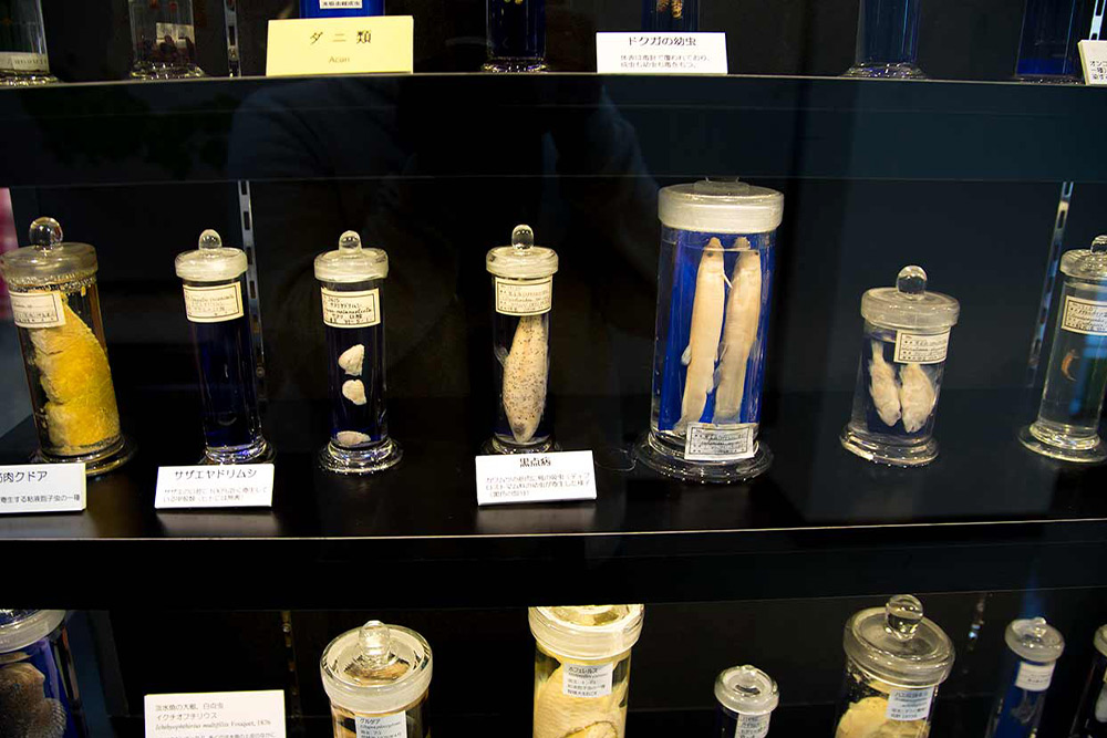 Meguro Parasitological Museum
