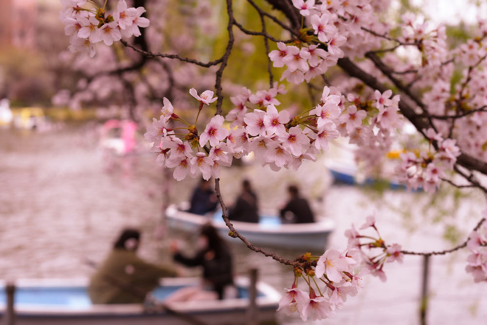 فستیوال های لس آنجلس 