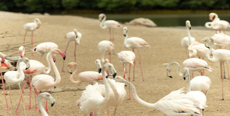 تفریحات رایگان دبی