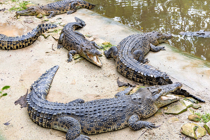 Dubai Crocodile Park