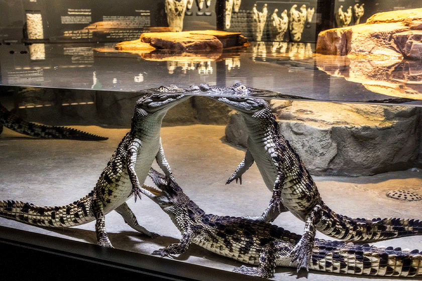 Dubai Crocodile Park