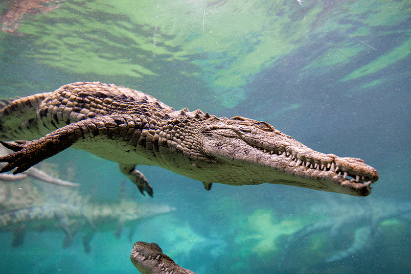Dubai Crocodile Park