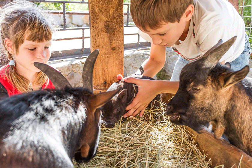 Children's Farm in Sharjah Desert Park