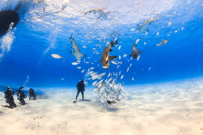 آکواریوم لاست چمبرز دبی