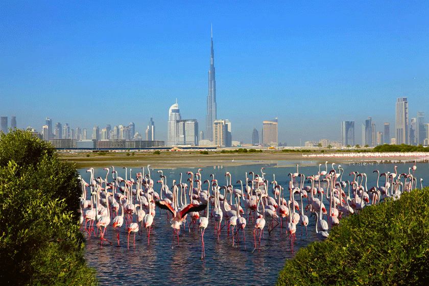 Ras Al Khor Wildlife Sanctuary