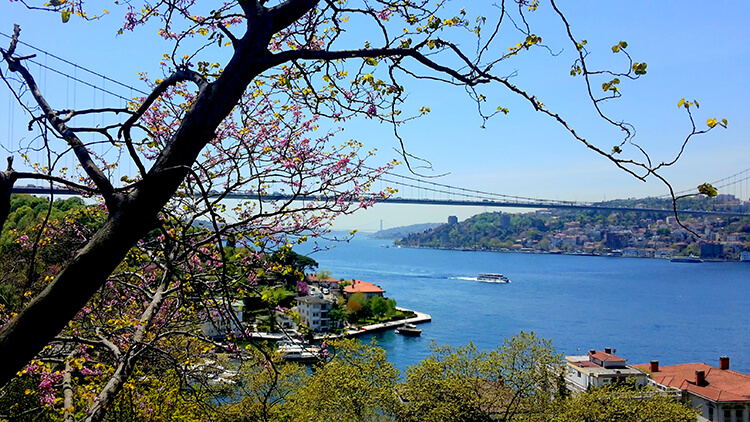 بیشه زار مهرآباد استانبول