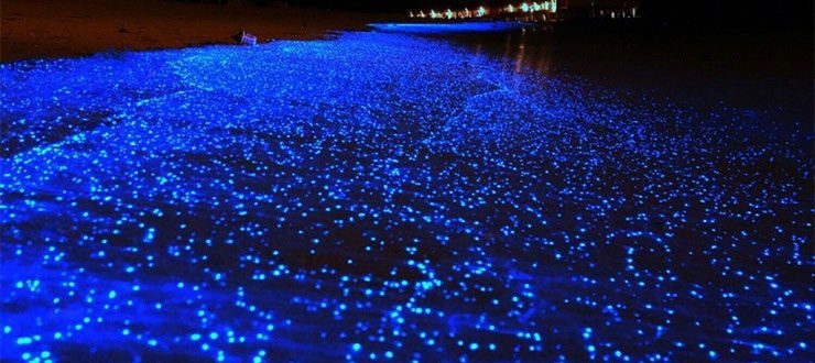 معرفی ساحل شب تاب