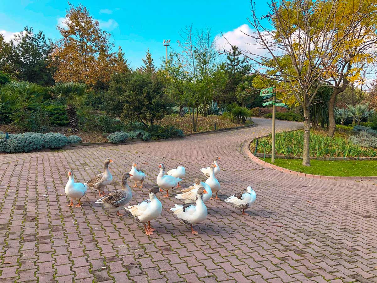 پارک گیاه شناسی نزاهات گوکییغیت