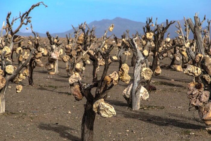 اغ سنگی سیرجان