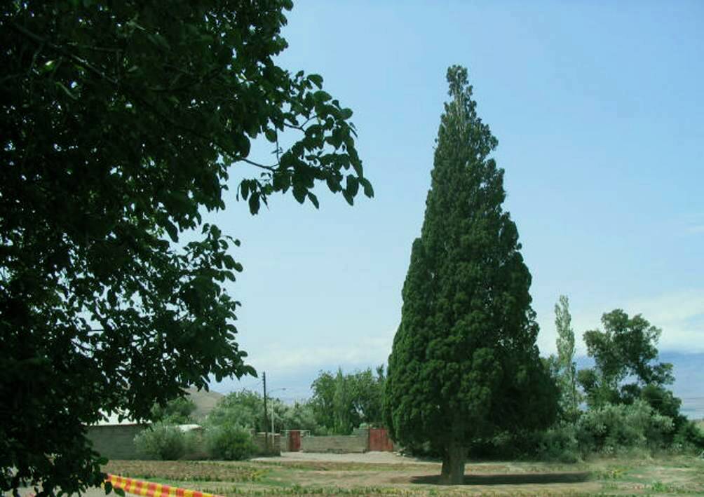 درخت سرو هرزویل