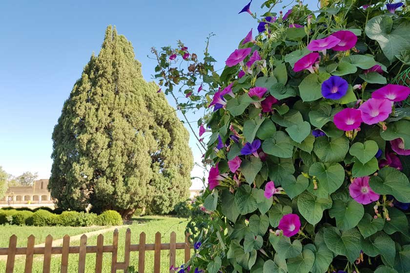 قدیمی ترین درختان ایران