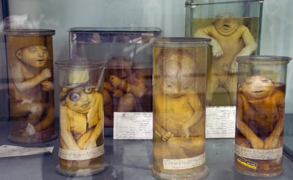 موزه‌ تاریخ طبیعی شیراز