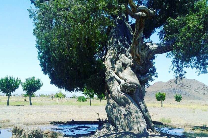 قدیمی ترین درختان ایران