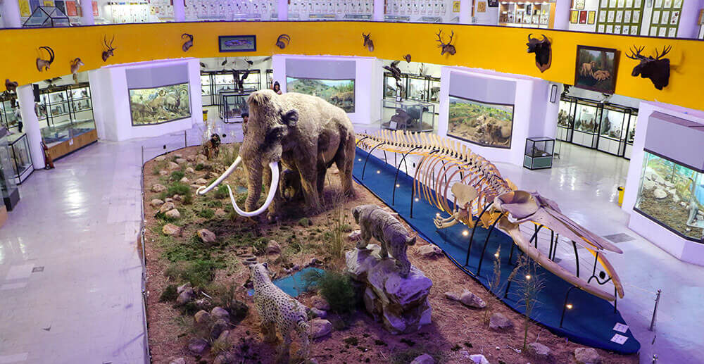 موزه‌ تاریخ طبیعی شیراز
