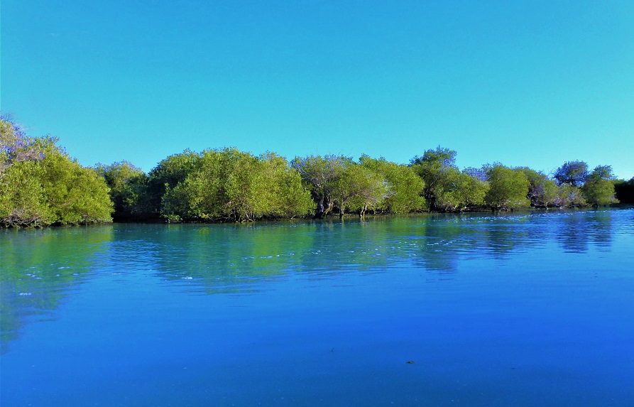 جنگل حرا چابهار