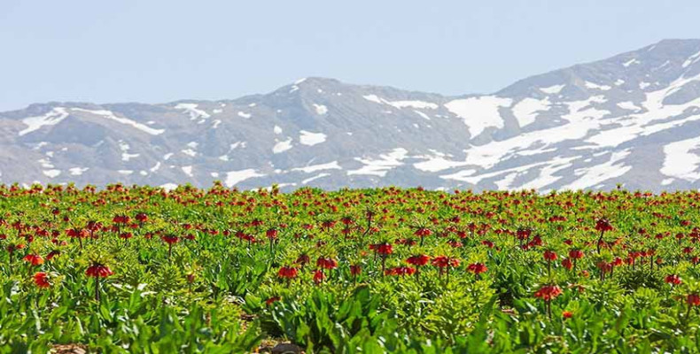 بهار در ایران کجا بریم، الیگودرز