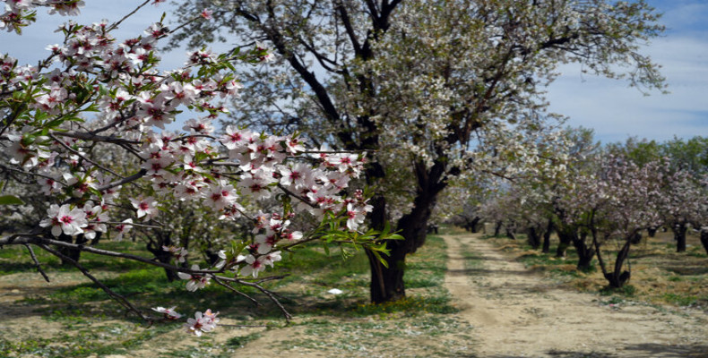 شکوفه های بادام تویسرکان