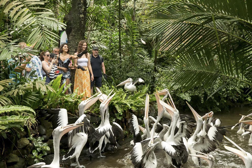 باغ پرندگان بالی