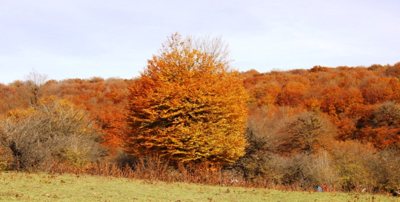 جنگل الیمستان